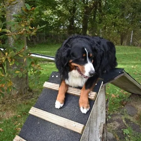 Beagle *