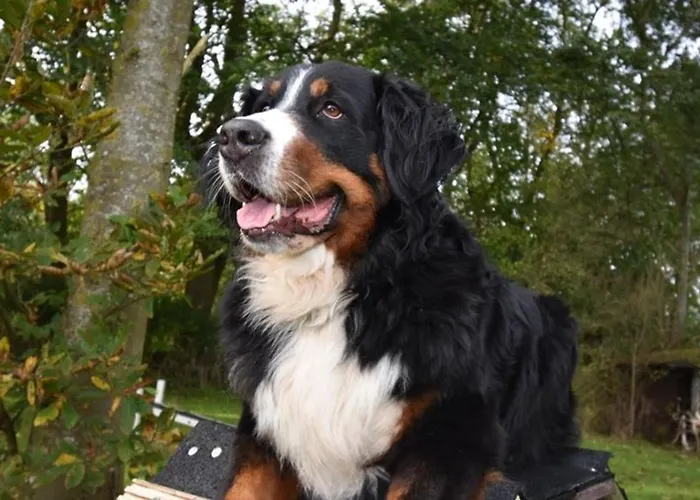 Beagle Appartement *